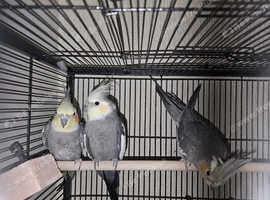3 cockatiels for sale