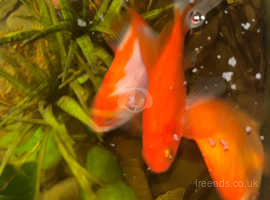 Goldfish in Dorset  Find Fish at Freeads in Dorset's #1 Classified Ads