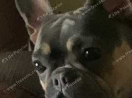 Stunning Blue And Tan Frenchie In Wirral On Freeads Classifieds 