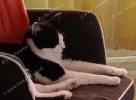 Lovely  black and white tuxedo cat