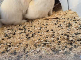Two baby rabbits 7 months old