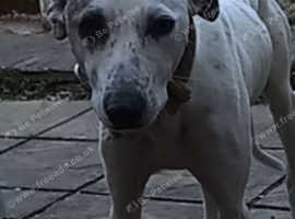 Lurcher