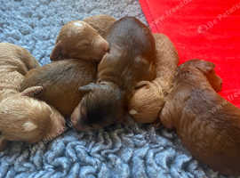 F2B Cockapoo puppies