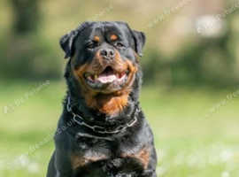 Rottweiler puppy
