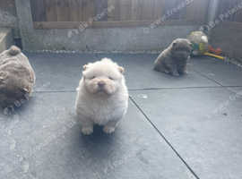 Lilac chows for sale