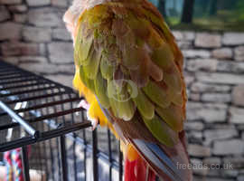 Red factor pineapple conure