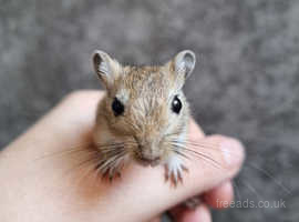 Hand tame baby gerbil ready now!