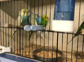 Budgies for sale this weekend £12 each or 2 for £20