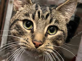 Bengal Cat FOR SALE