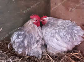 Pair of Pekin Bantams with Chicks