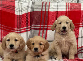 Beautiful KC Reg Golden Retrievers Ready now