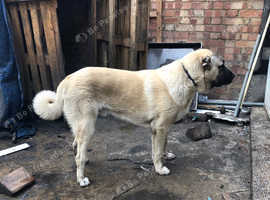 Superficial Turkish Shepherd Stock They Protect Your Buildings And Your ...