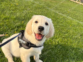 Kc golden retriever female