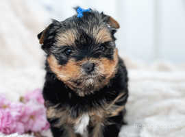 Cute Boy Yorki Yorkshire Terrier mini