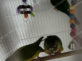 Lovely conures for sale