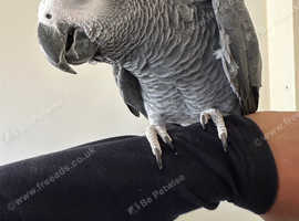 Tame African grey parrot