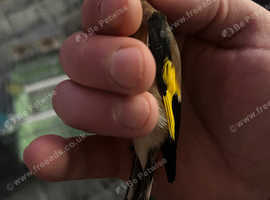 For Sale Goldfinch