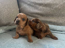 Miniature dachshund for sale