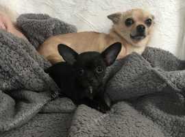 chihuahua
