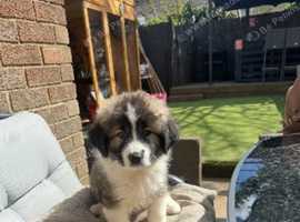Beautiful female Caucasian shepherd pup ready now