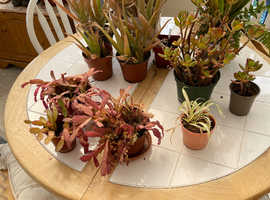 House plants