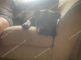 Looking to rehome my girl staffy
