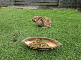 6 Month Old Japanese Harlequin Rabbits x 2 Females For Sale! GROVE PARK | SE12 |