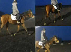 4 year old gelding