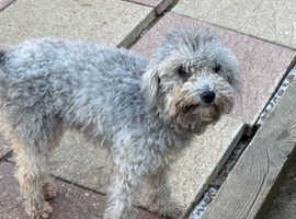 Beautiful poodle looking for new sofa