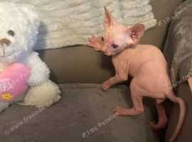 Canadian Female Sphynx Kitten