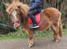 Plumtree Miniature Shetland Pony Stud