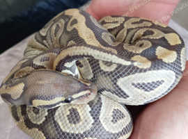 Female hypo, phantom ball python for sale/swap