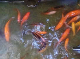 Various Goldfish