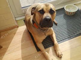 DESPERATE FOR GOOD HOME