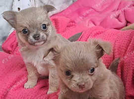 Lilac Long coat chihuahua puppies