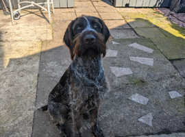 Eleven months old kc reg wirehaired pointer