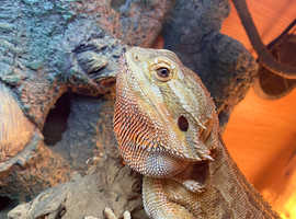 Bearded dragon and set up