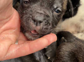 Cane corso x old tyme English