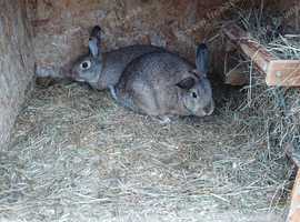 medium breed rabbit