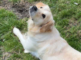 Golden Retriever