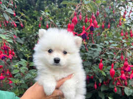 5 pomsky pups