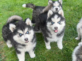 Beautiful f2 pomskies. All blue eyes. Ready. Vet checked