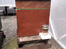 National beehive and 2024 Marked overwintered Local Queen and bees for sale £300.00.  O.n.o.