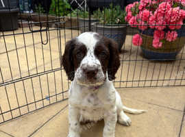 English springer spaniel x clumber spaniel puppies for sale