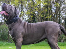 Blue boerboel cross female