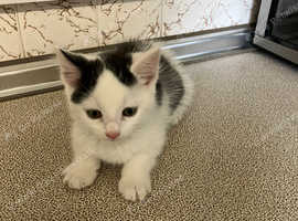 Kittens