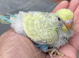 Rainbow Baby budgie