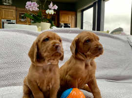 Hungarian WIRE HAIRED vizsla puppies PRICE REDUCTION