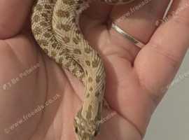 Frost het albino Pos het Axanthic Hognose