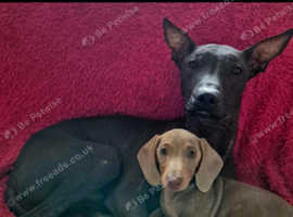 Mexican hairless needs new home